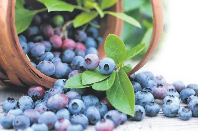 Yaban mersini enfeksiyonun çaresi