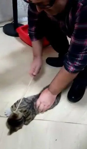 Kediye işkence eden zanlı akıl sağlığı incelenecek!-1
