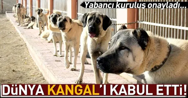 Dünya ’kangal’ı kabul etti