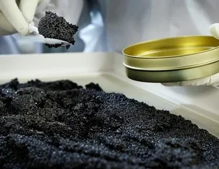 Kilosu 5 bin eurodan satılıyor! Dünyanın en pahalısı!