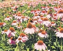 Muğla’da tıbbi ve aromatik bitki üretimi 10 yılda 20 kat arttı