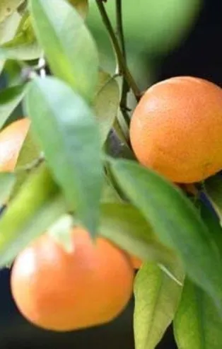 Bodrum mandalinasından bakın ne yaptılar!