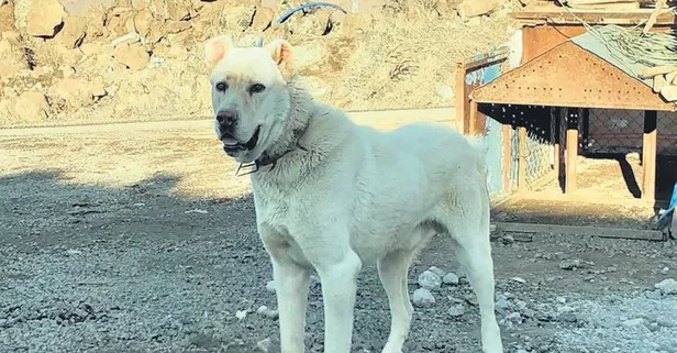 Poyraz’ı bulana 5 bin lira ödül Yaşam haberleri