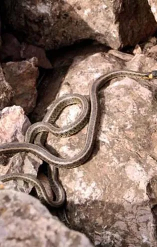 Hakkari'de vatandaşı tedirgin eden olay! Havanın ısınmasıyla yılan sürüleri ortaya çıktı! Evlere giriyorlar!