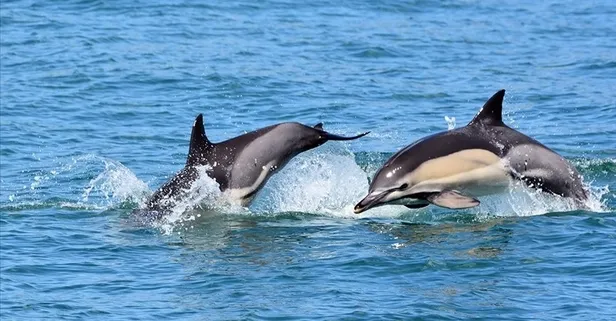 Avustralyalı araştırmacılar keşfetti: Yunuslar, balinaların yarattığı dalgaları kullanarak "tek taraflı oyun" oynuyor