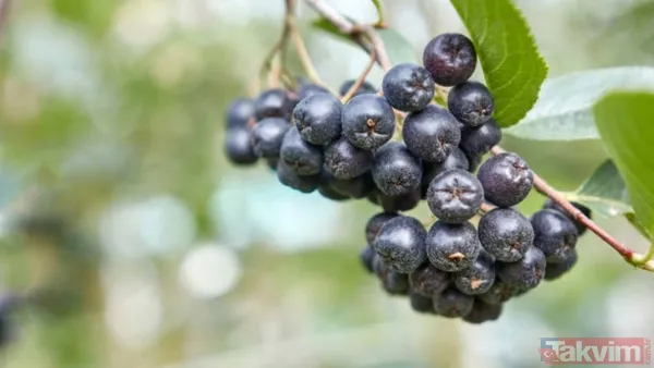 Süper meyveyle tanışın! Bilimsel olarak kanıtlanan aronya antibiyotik etkisiyle bağışıklığı güçlendiriyor - 7