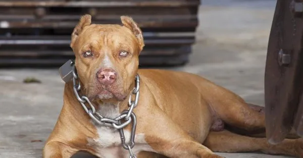 pitbulla 70 bin tl ceza takvim