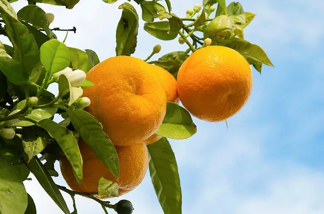 Rüyada mandalina görmek ne anlama gelir?