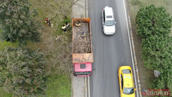 SON DAKİKA: İstanbul için yeni tehlike kapıda! Teke böceği yüzünden 2 ayda 180 ağaç kesildi - 11