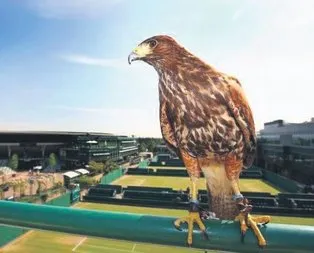 Wimbledon’ın yıldızı yine rufus olacak