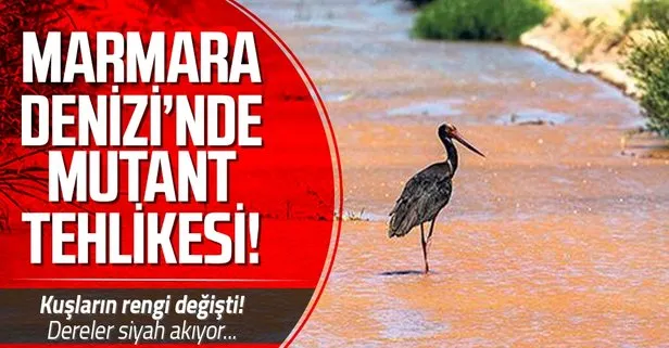 Marmara’da korkutan mutasyon alarmı! Kuşların rengi değişiyor!