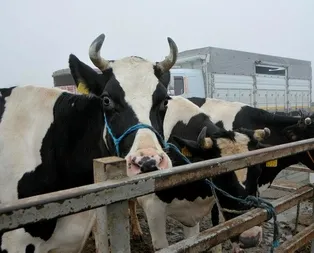 Kurbanlıkların sayısı yeterli