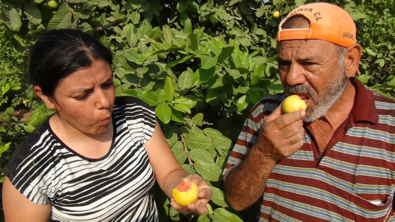 Türkiye'nin ilk guava üreticisi - 7