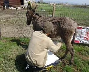 Litresi 100 liraya eşek sütü! İşte eşek sütünün faydaları...