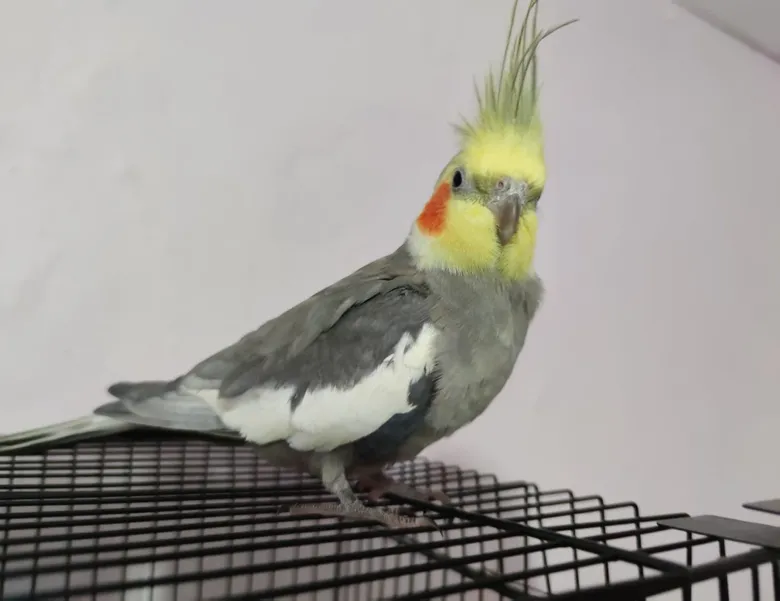 Papağan her sabah o parçayla uyandırıyor