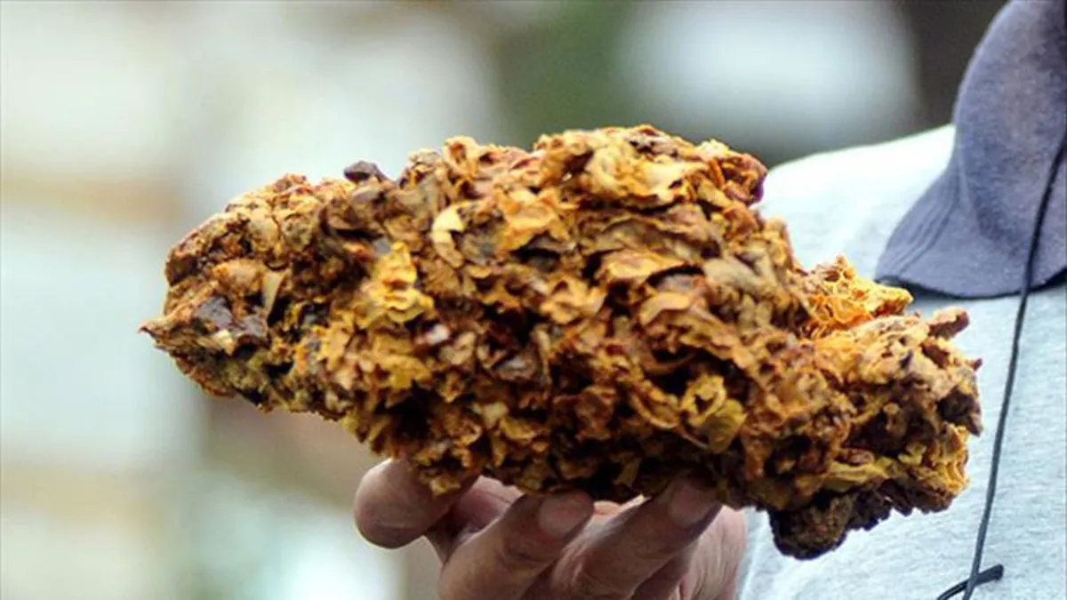 Kanser avcısı propolis!