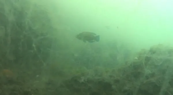 Müsilajın deniz altındaki tahribatı görüntülendi: Seviniyorduk ama felaketin habercisiymiş!-7