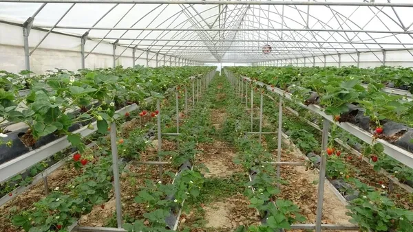ordu-fatsada-hobi-olarak-topraksiz-tarima-baslayan-cift-500-metrekarede-5-ton-cilek-uretiyor-1659681420896.jpg