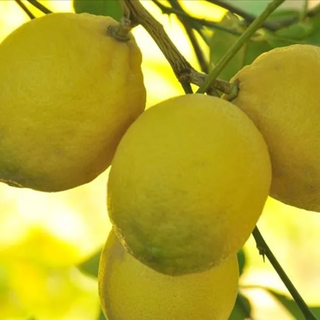 Limon hastalıklara son