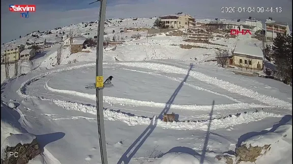 Sivas İmranlı'da Vaşak'ın tavşan avı kamerada!