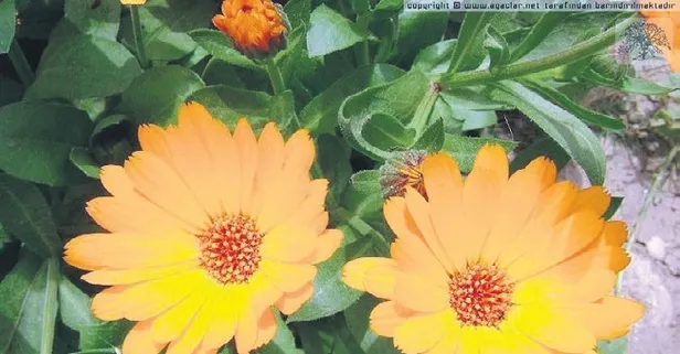 Aynısefa yağı vücudu baştan sona onarıyor