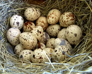 Rüyada yuva görmek ne anlama gelir?