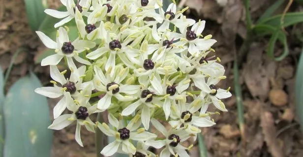 Tunceli'de Azizabdal adı verilen yeni bir bitki türü keşfedildi