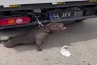 Malatya'da pitbull dehşeti!