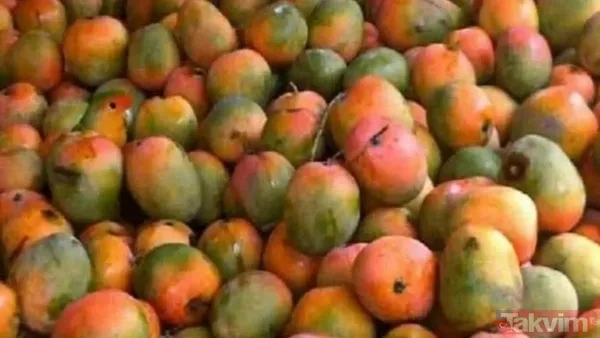 Bu fotoğraf bakanlara saç baş yoldurdu! Bir leopar var ama hadi bulun bulabilirseniz! Zor olduğuna eminiz arayanların yüzde 99'u vazgeçti - 7