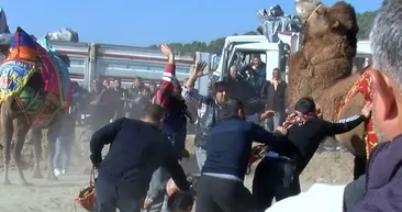 Son anda kurtuldular! Manisada deve güreşlerinde ezilme tehlikesi