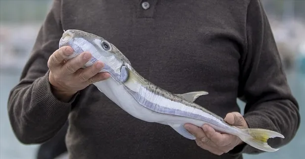 Bilim İnsanları Kırışıklığı Yok Eden Garip Bir Cilt Bakım Malzemesi Keşfetti!