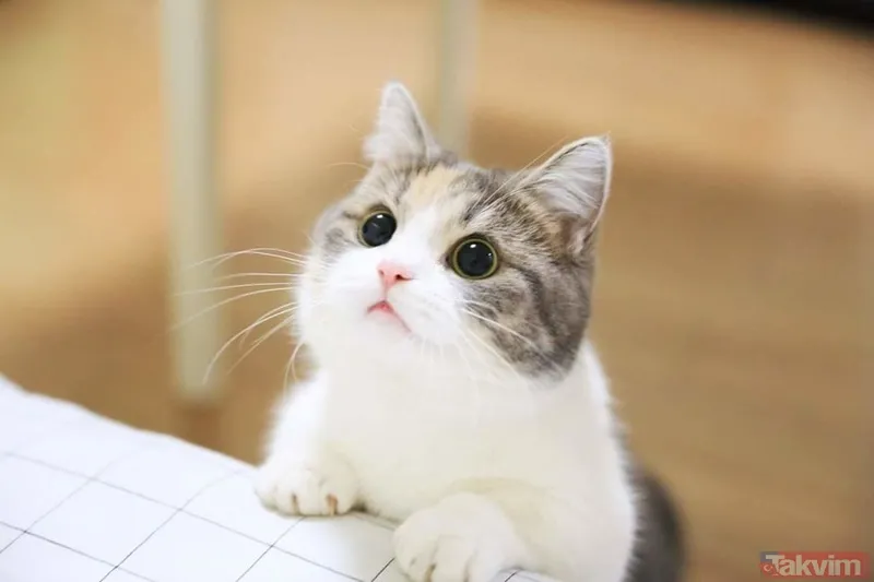 Rüyada eve kedi girmesinin anlamı ve yorumu nedir? Rüyada kedinin