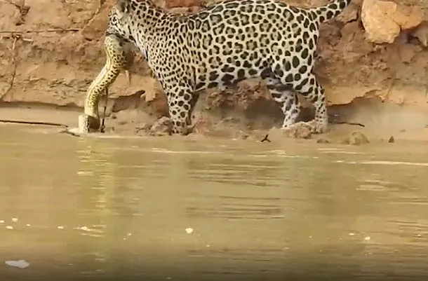 vahsi-dogada-nefes-kesen-yasam-savasi-jaguarla-anakonda-yilani-suda-dakikalarca-cebellesti-bakin-hangisi-yem-o-1694809911452.jpg 🐆Jaguarla anakonda yılanı suda dakikalarca cebelleşti! Bakın hangisi yem oldu! Vahşi doğada nefes kesen yaşam savaşı-4