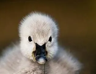 Onları hiç böyle görmediniz!
