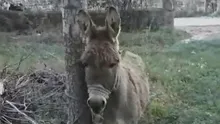 Kayseride ilginç olay! Başıboş eşek yoldan geçen kadını ısırdı