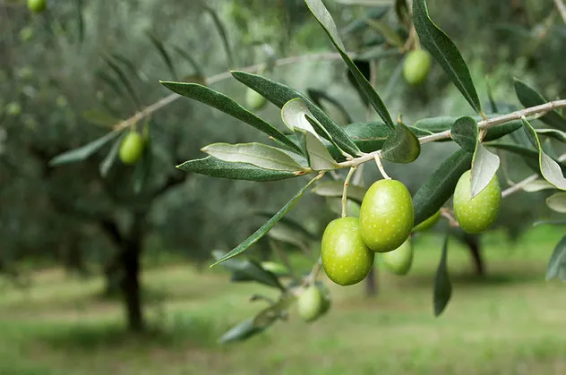 Rüyada zeytin ağacı görmek ne anlama gelir?