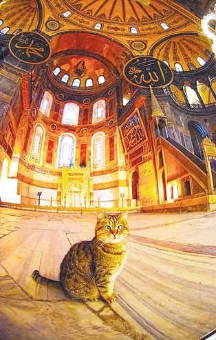 İstanbul Valisi Ali Yerlikaya'dan Gli paylaşımı: Hayatından çok memnun