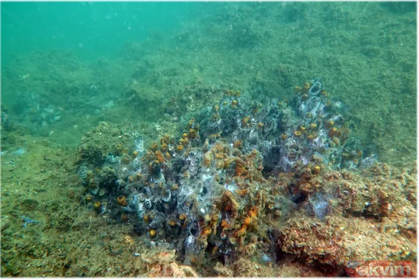 SON DAKİKA: İstanbul Bostancı'da sahili deniz salyası kapladı - 19