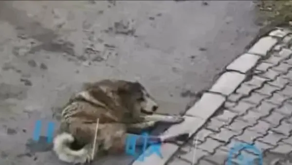 sana-aynisini-yapsalar-nasil-olur-sakarya-sapancada-sokak-kopegini-otomobiliyle-ezdi-1667318921874.jpg Sana aynısını yapsalar nasıl olur? Sakarya Sapanca'da sokak köpeğini otomobiliyle ezdi-2