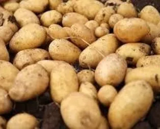 Sandıklı’da patates ekimi başladı