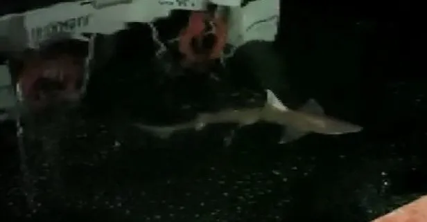 Haliç’te 2 metrelik köpek balığı! Misinayı koparıp kaçtı