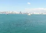 Karabatakların dansı havadan görüntülendi