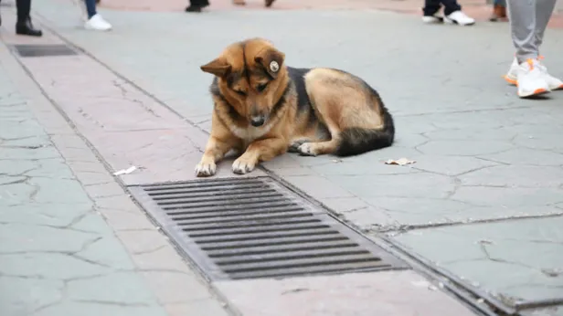 İzmit'te saatlerce mazgala bakan köpek sırrı ortaya çıktı! Sosyal medyada olay olmuştu! Her gün gelip bakıyordu!-2