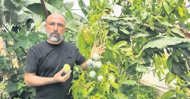 Alanya’da tropikal meyve üretimi 40’ın üzerine çıktı