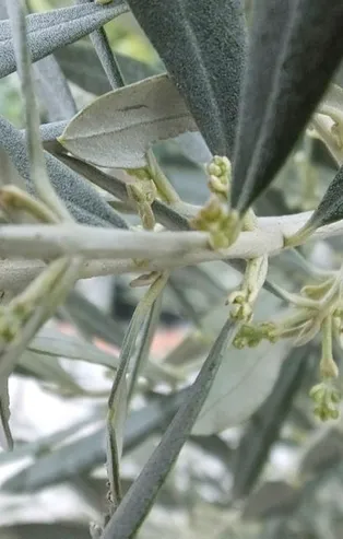 Son dakika: Koronavirüs tedavisinde zeytin yaprağı mucizesi!