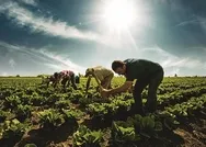Bakanlık açıkladı: 115 bin tohum gen bankalarında muhafaza ediliyor