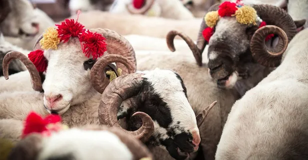 BELLİ OLDU! Diyanet Kurban Bağış 2022 fiyatları! 2022 Diyanet vekalet kurban kesim bedeli bu sene kaç para? Diyanet 2022 kurban bedeli kaç TL oldu?