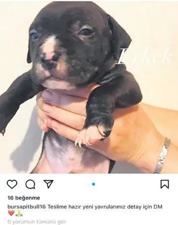 Sahibinden satılık vahşet! Büyüdükçe canavara dönüşen yavruları tam 10 bin TL'ye satıyorlar-6