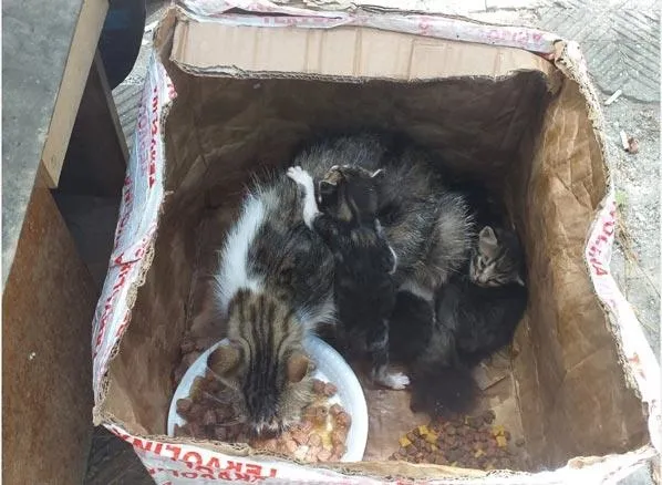Bozcaada'da büyük vicdansızlık! Ölüme terk ettiler-1