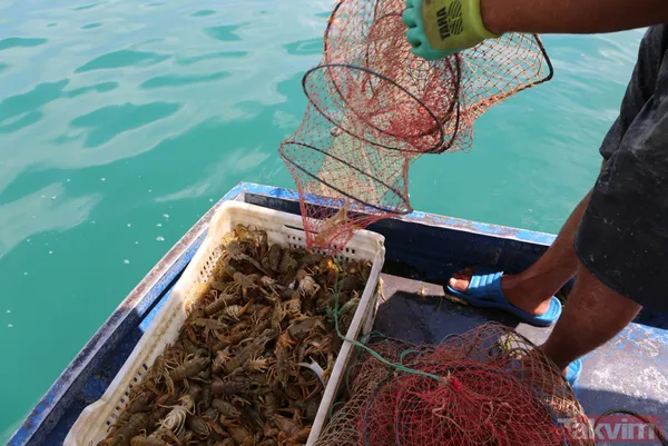 Ayda 100 bin lira kazanıyor! İşletme bitirip köyüne döndü kerevit avlayıp satıyor - 10